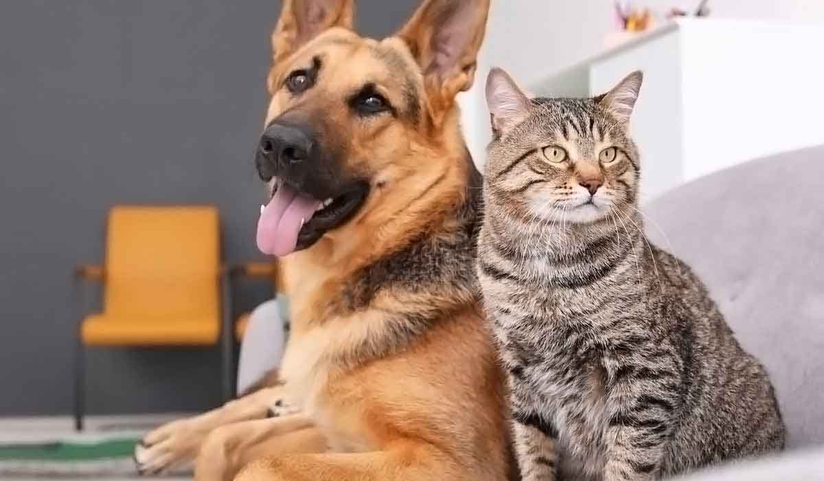 手机号群发平台