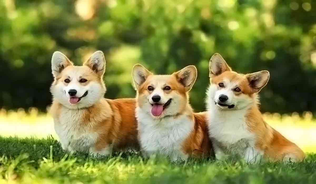 短信轰炸免费在线网站