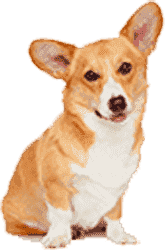 24小时呼叫轰炸神器